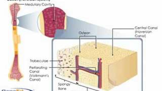 Blood supply of Bones amp the Haversian System  Anatomy [upl. by Aner]