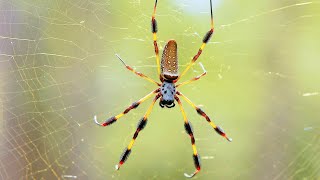 How Dangerous Is It The Biggest Spider In North America [upl. by Sofer]