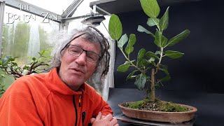 Pruning My Ficus benghalensis and Scarring My Jades The Bonsai Zone May 2024 [upl. by Hayidah]