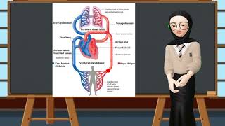 Sistem Kardiovaskular SIRKULASI SISTEMIK DAN SIRKULASI PULMONAL [upl. by Kilan915]