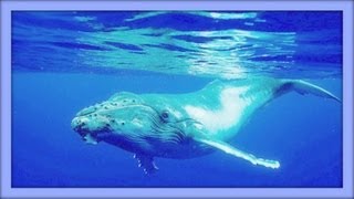 ❀ Sound Therapy  Whales Singing [upl. by Nonnelg]