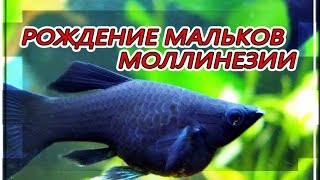 РОДЫ МОЛЛИНЕЗИИ ПЕРВОЕ КОРМЛЕНИЕ МАЛЬКОВ НАУПЛИЯМИ ЦИКЛОПА [upl. by Hafirahs678]