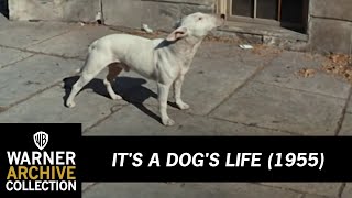 Preview Clip  Its A Dogs Life  Warner Archive [upl. by Cally519]