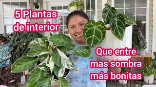 5 plantas de interior que entre mas sombra más bonitas [upl. by Irik]