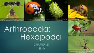 3840Chapter 21 Arthropoda Hexapoda [upl. by Calmas]