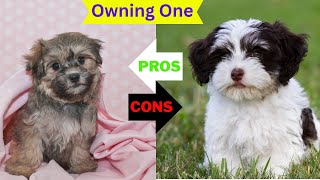 Havanese The Pros amp Cons of Owning One [upl. by Syhr939]