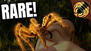 The most AWESOME Spider in Australia  Tiger Huntsman [upl. by Dorr]