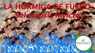 LA HORMIGA DE FUEGO Solenopsis invicta [upl. by Naj]