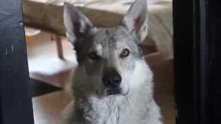 Czech wolfdog howling [upl. by Yamauchi591]