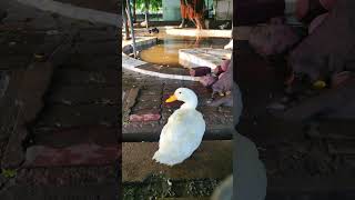 duck quacking duck ducksound quack 360 animals birds park pets zoo wildlife sounds [upl. by Aloisia187]