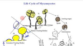 Fungi L9Life Cycle of Myxomycetes [upl. by Hamitaf]