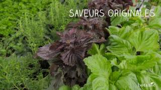 Secrets de producteur pour des aromatiques bio pleines de saveur [upl. by Eunice130]