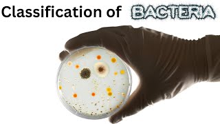 Classification of Bacteria  A Visual Guide to GramPositive and GramNegative Bacteria [upl. by Salsbury]