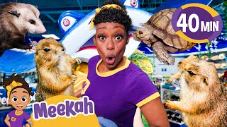 Meet Meekahs Animal Friends  Educational Videos for Kids  Blippi and Meekah Kids TV [upl. by Hance233]