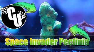 Space Invader Pectinia  Corals Unlimited [upl. by Nnaeirelav533]