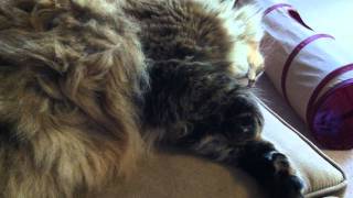 Maine Coon twitching in her sleep [upl. by Penhall]