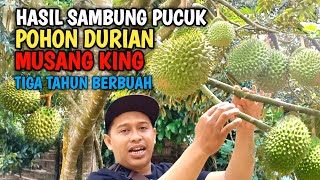 HASIL SAMBUNG PUCUK DURIAN MUSANG KING TIGA TAHUN BERBUAH [upl. by Artemla8]