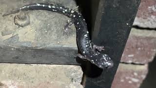 Speckled Black Salamander Aneides flavipunctatus A Real Salamander Not an Orange Bellied Newt [upl. by Marianne154]