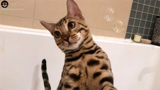 Bengal Cat Loves Water Games [upl. by Deonne]