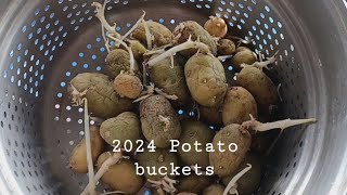 Potato buckets 2024Stage 1 [upl. by Yssis]