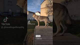 czechoslovakian wolfdog howling [upl. by Aniram]