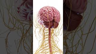 🧠 Explore the Complex Anatomy of the Brain 🧠 anatomy [upl. by Eilram]