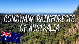 Gondwana Rainforests of Australia  UNESCO World Heritage Site [upl. by Omora]