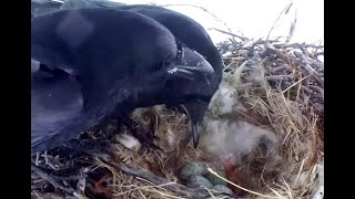 First chick at Ravens nest Exploreorg 17 May 2021 [upl. by Yrrek]