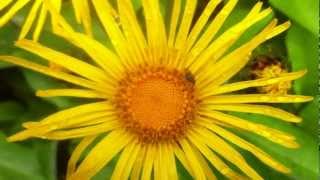 Elecampe Inula Helenium  20120714 [upl. by Nole]