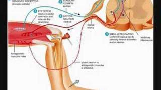 The Stretch Reflex [upl. by Nezah]