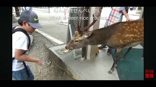 奈良公園 ドアを開ける鹿 deer チョット前に撮影しました。５年程前に [upl. by Heaps152]