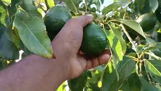 متى يكتمل نضج الأفوكادو 🥑 ومتى نجني ؟ avocado harvestingrécolte davocado [upl. by Libb989]