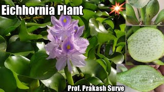 Eichhornia Plant Water Hyacinth Aquatic adaptation Q4 Spot D By Prof Prakash Surve Moderator [upl. by Norah]