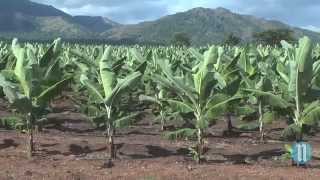 Haïti parie sur la banane avec Agritrans [upl. by Htims]