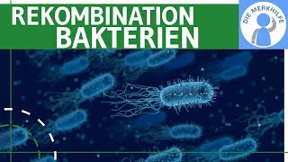 Rekombination bei Bakterien  Transduktion Transformation amp Konjugation einfach erklärt  Genetik [upl. by Kimbra]