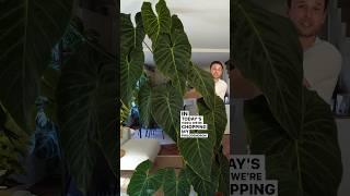 Big chop for my Philodendron ‘Splendid’ [upl. by Elconin]