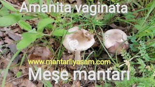 Meşe mantarı Amanita vaginata Mantar türleri Mantar çeşitleri Mantar toplama Grisette mushroom [upl. by Enairb315]