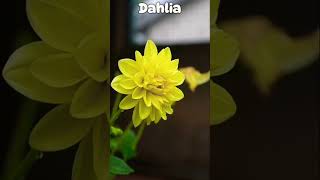 A brief introduction to the 😃 Dahlia😍 flower😍viral youtubeshorts [upl. by Aratahc285]