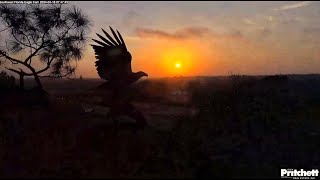 SWFL Eagles  E23 New Beginnings Glorious Sunrise Backdrop For Winging amp Exploring U Branch 31824 [upl. by Nakasuji560]