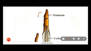 TGTPGT BIOLOGY 2022  CLASS 29  tgt pgt biology classes  Hemichordata for biology tgt pgt Bio [upl. by Eruza]