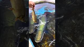 arapaima food hunting style  fresh water monster fish arapima rivermonster hobbyspot [upl. by Ecertap]