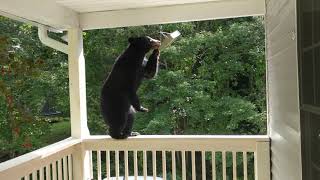 Simone Raiding The Bird Feeder [upl. by Winebaum]