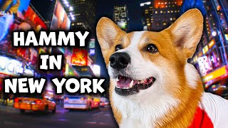 Hammy Goes to New York City [upl. by Kaufmann]