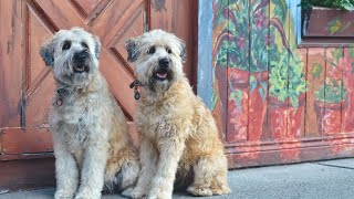 What to Feed a Soft Coated Wheaten Terrier Dietary Preferences and Tips for Optimal Health [upl. by Nahgeem]