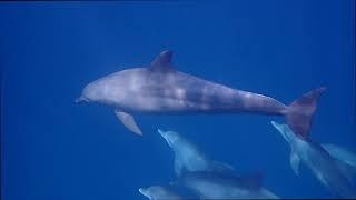 Dolphins Encounter at Jeddah Red Sea [upl. by Neemsaj]