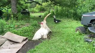 Muscovy ducks fighting [upl. by Shanan]