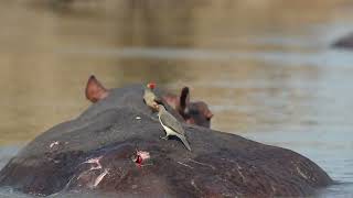 Oxpeckers on Hippo  Zambia Tourism [upl. by Enamart806]