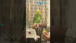 Fully Tamed quotTalking amp Singing Double Yellowhead Amazon Parrotquot [upl. by Teresita390]