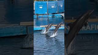 Oceanografic Dolphin Show  Valencia [upl. by Eelra]