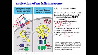 Lecture 6 PRRs NLRP3 Inflammasome and Cytokines [upl. by Roe363]